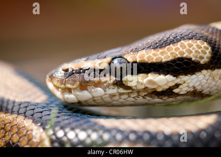 ROYAL Python Python regius, fotografati sotto la luce naturale in Lincoln, Lincolnshire, England, Regno Unito Foto Stock