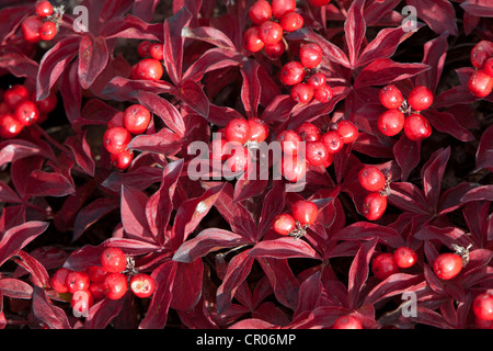 Corniolo svedese o Bunchberry (Cornus suecica L.), tundra subalpino, estate indiana, le foglie in autunno colori, autunno Foto Stock