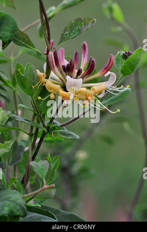 Caprifoglio comune / Europea Caprifoglio / Woodbine (Lonicera periclymenum) in fiore Foto Stock