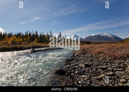 Quill Creek, estate indiana, le foglie in autunno i colori dell'autunno, St. Elias montagne, Parco Nazionale Kluane e riserva dietro Foto Stock