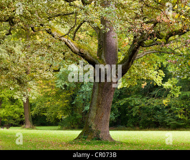 Farnia, farnia (Quercus robur) in un parco Foto Stock