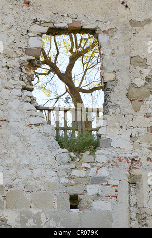 Albero che cresce su un foro in una parete, Falkenstein castle rovina, Austria Inferiore, Austria, Europa Foto Stock