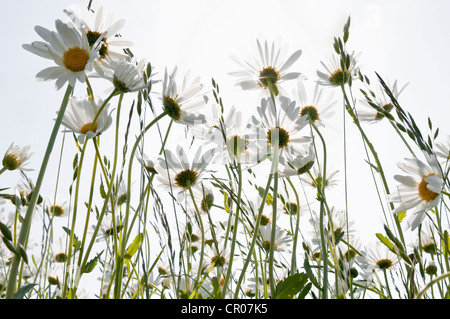 Margherite (Leucanthemum vulgare) Foto Stock