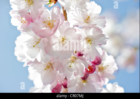 Fioritura giapponese albero ciliegio (Prunus serrulata) Foto Stock