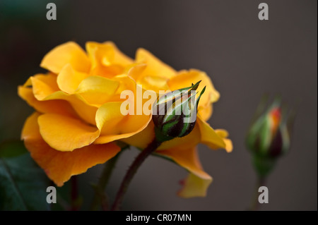 Rosa ad arbusto (Rosa), Maigold Foto Stock
