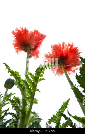 Il papavero (Papaver somniferum), fiorisce Foto Stock