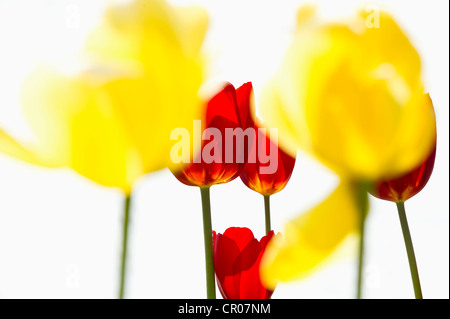 Rosso e tulipani gialli (Tulipa) Foto Stock