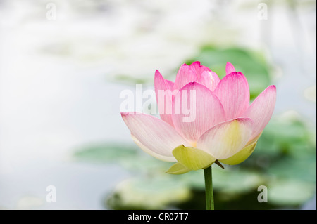 Fiore di loto (Nelumbo) Foto Stock