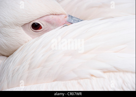 Great White pelican (Pelecanus onocrotalus), Zoo di Basilea, Svizzera, Europa Foto Stock
