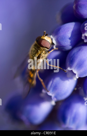 Close-up di hover volare su giacinto d'uva Foto Stock