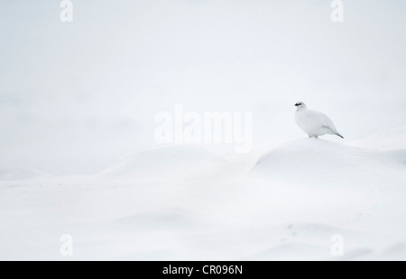 Pernice bianca (Lagopus mutus) femmina adulta in piumaggio invernale in montagna innevata del paesaggio. Cairngorms National Park, Scozia. Foto Stock