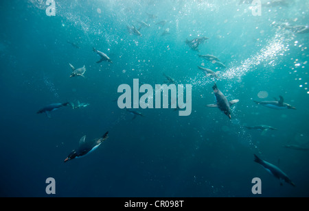 Crested penguins nuoto sott'acqua Foto Stock