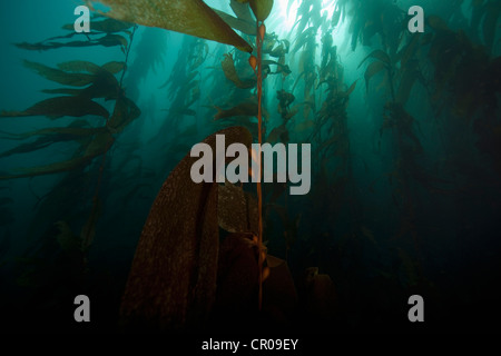 Giant kelp subacquea flottante Foto Stock