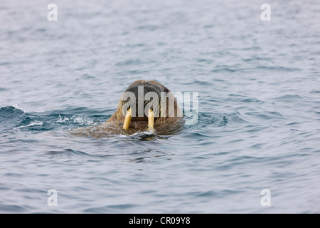 Tricheco, Sorgfjord, Spitsbergen, Norvegia Foto Stock