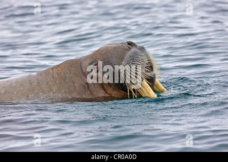 Tricheco, Sorgfjord, Spitsbergen, Norvegia Foto Stock