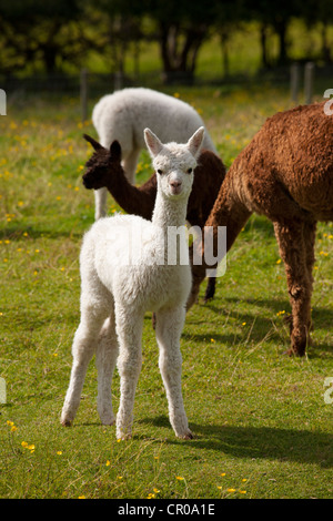 Baby Alpaca in città fine agriturismo vicino a Kendal nel Parco Nazionale del Distretto dei Laghi, Cumbria, Regno Unito Foto Stock