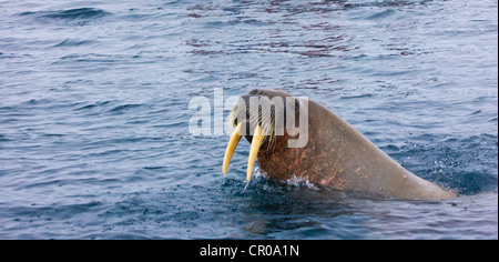 Tricheco, Sorgfjord, Spitsbergen, Norvegia Foto Stock