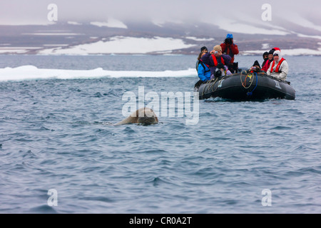 I turisti in zodiac guarda il tricheco in acqua, Sorgfjord, Spitsbergen, Norvegia Foto Stock