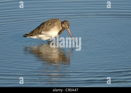 Nero-tailed godwit (Limosa limosa) adulto in livrea invernale preening stesso in laguna poco profonda sulla Costa North Norfolk. Marzo. Foto Stock