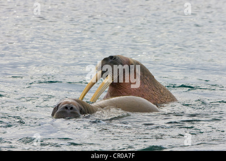 Tricheco, Sorgfjord, Spitsbergen, Norvegia Foto Stock