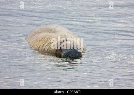 Tricheco, Sorgfjord, Spitsbergen, Norvegia Foto Stock