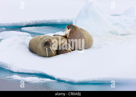 Tricheco in appoggio sul ghiaccio. Sorgfjord, Spitsbergen, Norvegia Foto Stock