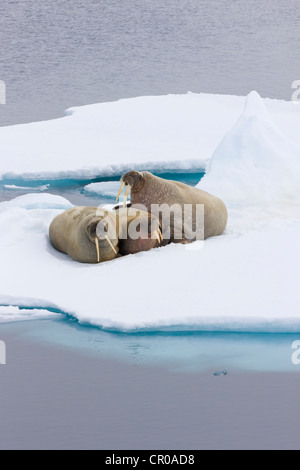 Tricheco in appoggio sul ghiaccio. Sorgfjord, Spitsbergen, Norvegia Foto Stock