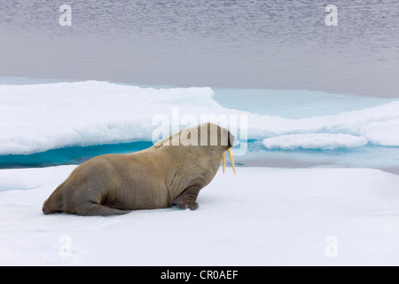 Tricheco in appoggio sul ghiaccio, Sorgfjord, Spitsbergen, Norvegia Foto Stock