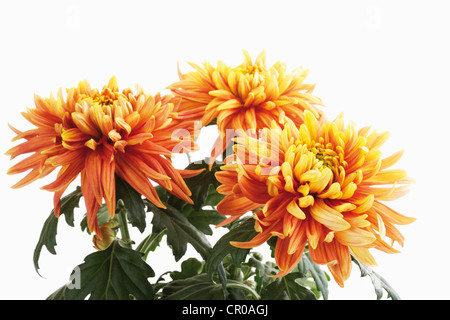 Crisantemi (crisantemo indicum) Foto Stock