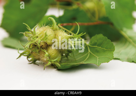 Foglie e noci, nocciole, turco nocciolo (Corylus columa) Foto Stock