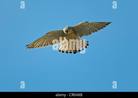 Comune di gheppio (Falco tinnunculus) maschio in bilico in volo. Norfolk, Inghilterra. Maggio. Foto Stock