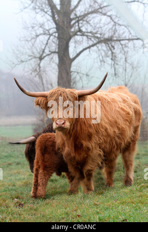 Highland scozzesi bovini (Bos primigenius f. taurus) con vitello, Allgaeu, Baviera, Germania, Europa Foto Stock