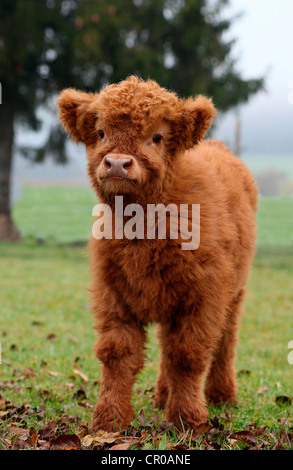 Highland scozzesi bovini (Bos primigenius f. taurus) di vitello, Allgaeu, Baviera, Germania, Europa Foto Stock