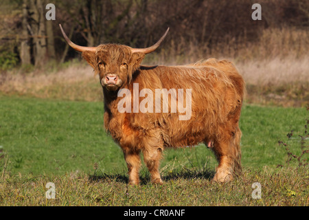 Highland scozzesi bovini (Bos primigenius f. taurus), Allgaeu, Baviera, Germania, Europa Foto Stock