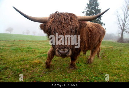 Highland scozzesi bovini (Bos primigenius f. taurus), Allgaeu, Baviera, Germania, Europa Foto Stock