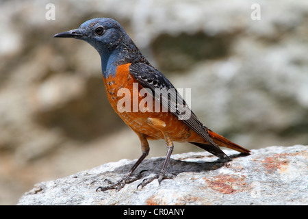 Codirossone (Monticola saxatilis), Alpenzoo Innsbruck zoo alpino, Innsbruck, in Tirolo, Austria, Europa Foto Stock