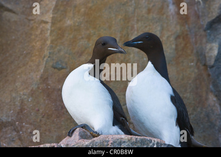 Brunnich's guillemots sulla scogliera di basalto, colonia di uccelli a Alkefjellet, Spitsbergen, Norvegia Foto Stock