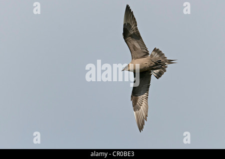 Arctic skua (Stercorarius parasiticus) fase scuro adulto in volo. Isole Shetland. Giugno. Foto Stock