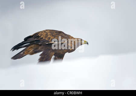 Aquila reale (Aquila chrysaetos) adulto nel paesaggio innevato. Cairngorms National Park, Scozia. Captive (Falconer) bird. Foto Stock