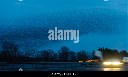 Gregge di comune storni (Sturnus vulgaris) volare a roost al tramonto, sulla autostrada M74 vicino a Gretna Green in Scozia. Febbraio. Foto Stock