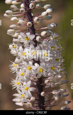 Infiorescenza di Rosso Squill o mare Cipolla (urginea maritima), valle del Riu Palaceris, Sulcis montagne, Sardegna, Italia Foto Stock