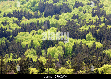 Vista da Mt. Grosser Falkenstein Zwiesler Waldhaus, Nationalpark Bayrischer Wald national park, Baviera, Germania, Europa Foto Stock