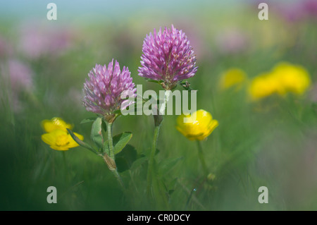 Trifoglio rosso (Trifolium pratense) e Buttercup (Ranunculus acris) Foto Stock