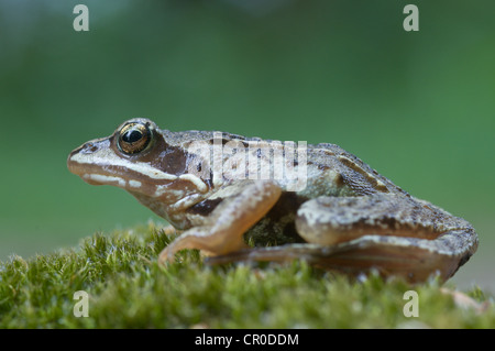 Moor frog (Rana arvalis), Emsland, Germania, Europa Foto Stock