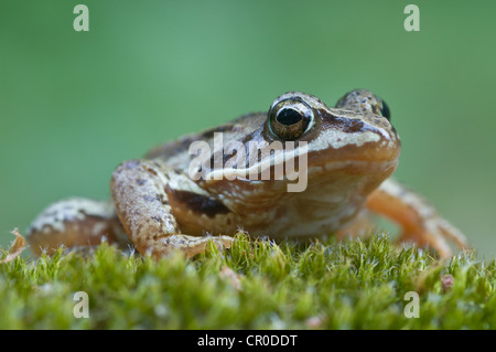 Moor frog (Rana arvalis), Emsland, Germania, Europa Foto Stock