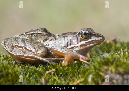 Moor frog (Rana arvalis), Emsland, Germania, Europa Foto Stock