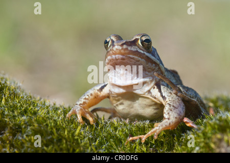 Moor frog (Rana arvalis), Emsland, Germania, Europa Foto Stock