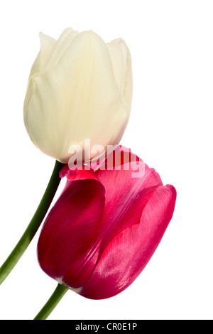 I tulipani isolato su bianco. Close-up fiori rosa e bianchi Foto Stock