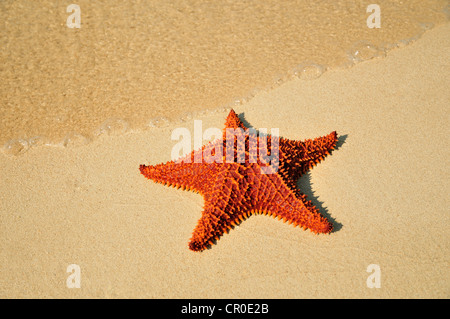 Cuscino rosso stella di mare (Oreaster reticulatus), specie protette, Playa Ancon beach, vicino a Trinidad, Cuba, Caraibi Foto Stock