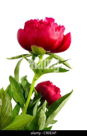 Le Peonie. Due fiori rossi isolato su bianco Foto Stock